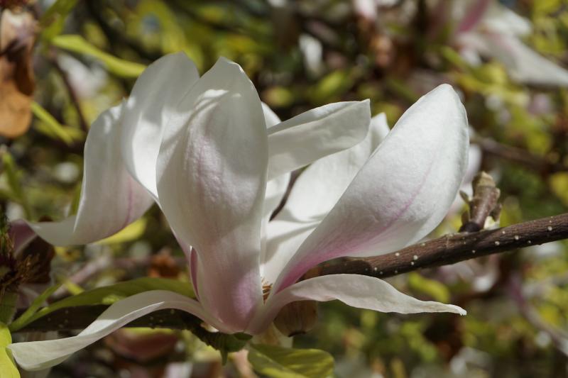 Magnolia 4