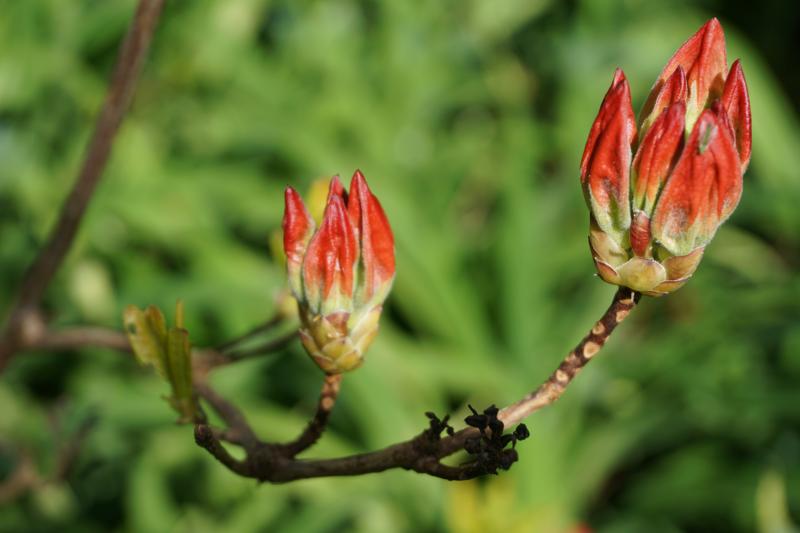 azalea Buds