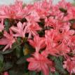 Azalea 5