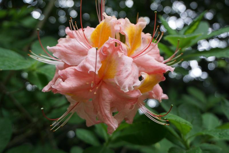 Azalea 6