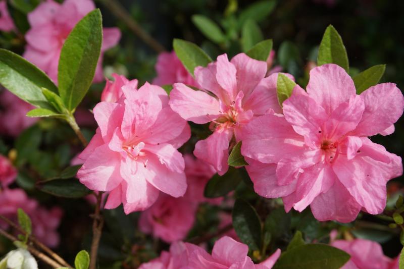 Azalea 2