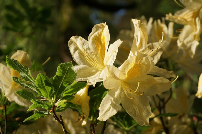 azalea